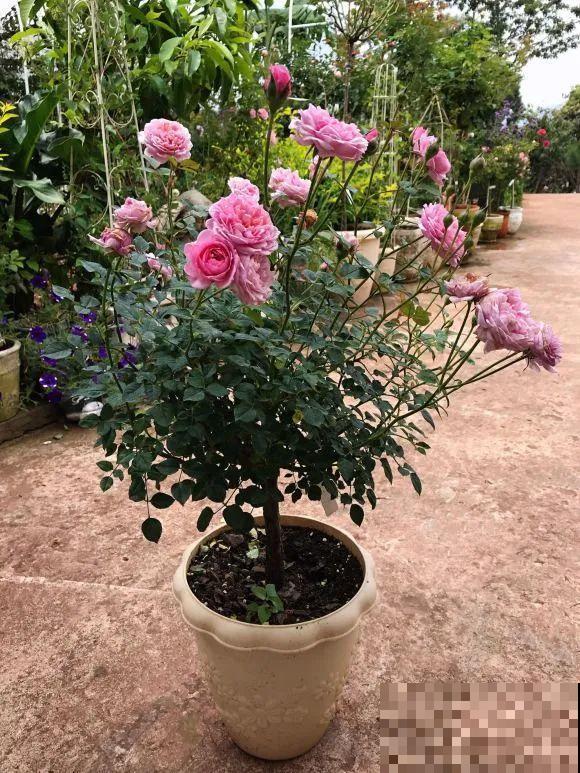 女儿辞职，回家养花，老爸说：15亩地，你负责养花，我负责蔬果！