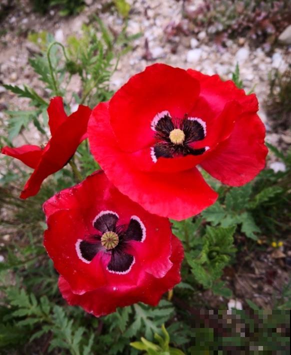 农村看到这种花,赶紧拔掉,养一棵也违法! 农村看到这种花,赶紧拔掉,养一棵也违法!