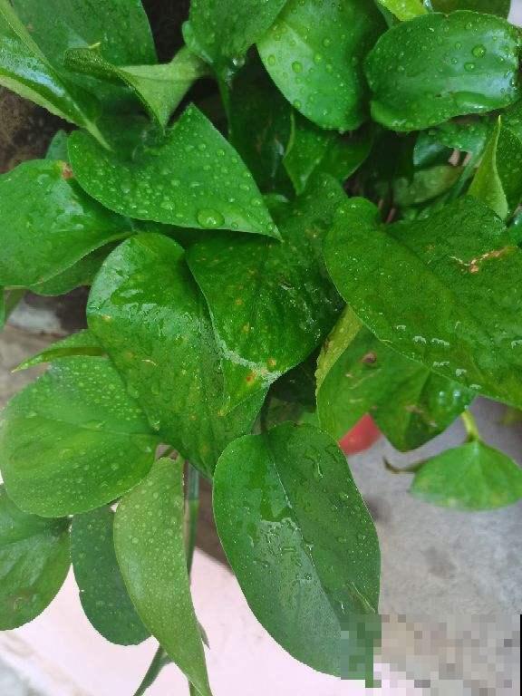 家里养绿萝,喂点尿素,叶子绿得直滴油 家里养绿萝,喂点尿素,叶子绿得直滴油