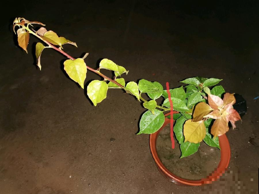 5种花不能长太高，一长高就砍，否则再也不开花！