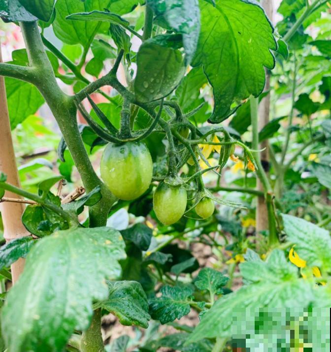 阳台种菜,这些菜不能挨着种,不然肯定长不好! 阳台种菜,这些菜不能挨着种,不然肯定长不好!