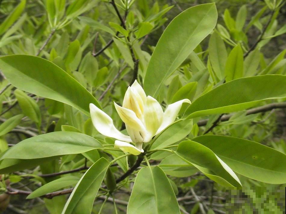 中国各城市市花，都在这里了，看看你所在的城市是什么花吧！