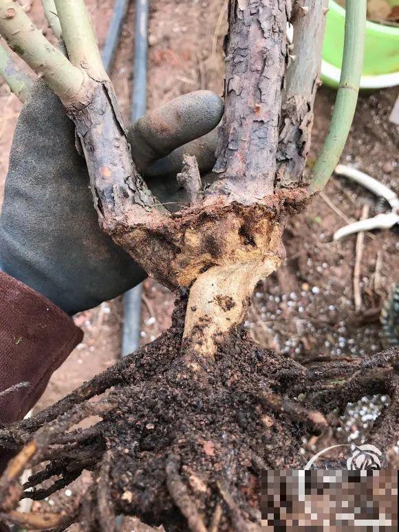 女儿辞职，回家养花，老爸说：15亩地，你负责养花，我负责蔬果！