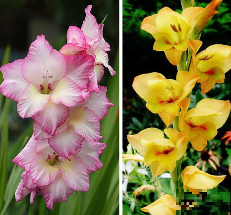 大门口种一丛它，开花一串几十朵，邻居天天跑来看！