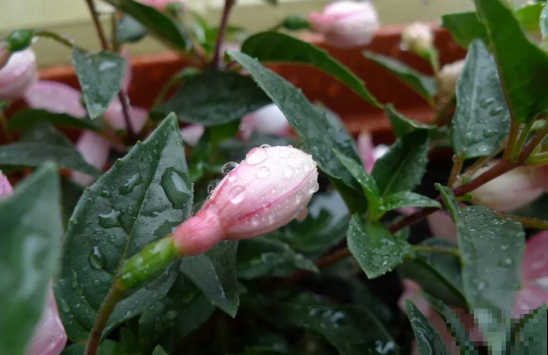 10种花,夏天怕淋雨,下雨赶紧搬进屋! 10种花,夏天怕淋雨,下雨赶紧搬进屋!