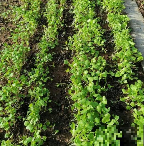 阳台种菜,这些菜不能挨着种,不然肯定长不好! 阳台种菜,这些菜不能挨着种,不然肯定长不好!