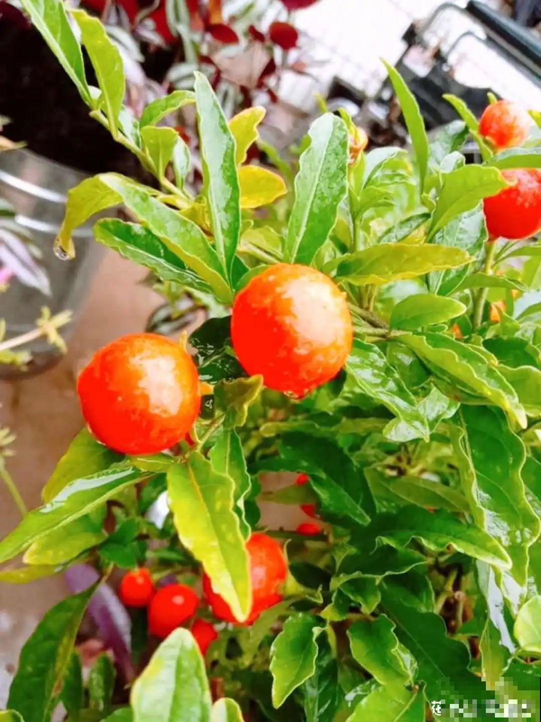 10种花有剧毒,遇到千万别乱碰,小心中毒! 10种花有剧毒,遇到千万别乱碰,小心中毒!