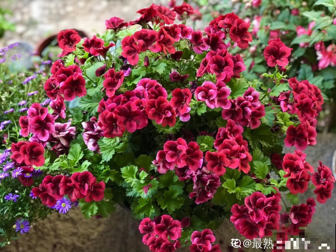 公认难养的20种花,养一盆死一盆,下次还敢买? 公认难养的20种花,养一盆死一盆,下次还敢买?