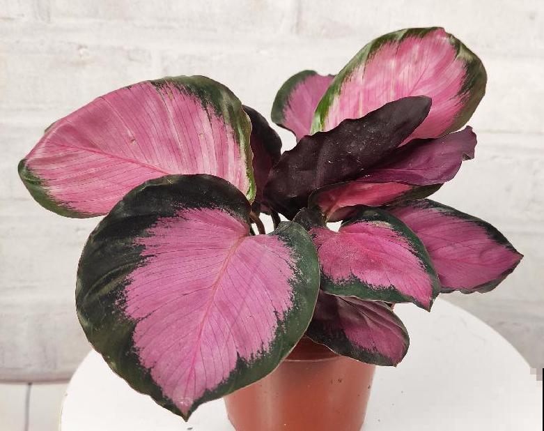 别养绿萝了,这种超级耐阴王,叶子比油画还美! 别养绿萝了,这种超级耐阴王,叶子比油画还美!