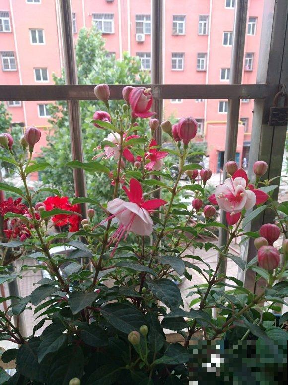 三伏天来了,这4种花赶紧断水,一浇一个死! 三伏天来了,这4种花赶紧断水,一浇一个死!