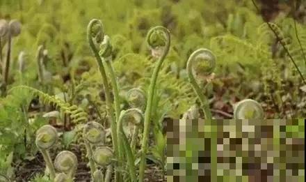 诗经里的植物,美了3000多年,有图有真相! 诗经里的植物,美了3000多年,有图有真相!