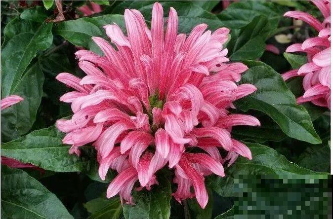 12种花，堪称“耐阴王”，比绿萝好看一万倍！