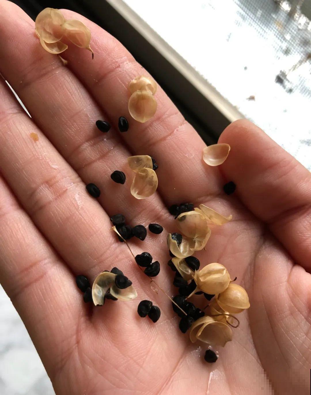 15种花繁殖力强，种子扔土里，呼呼冒出一大片