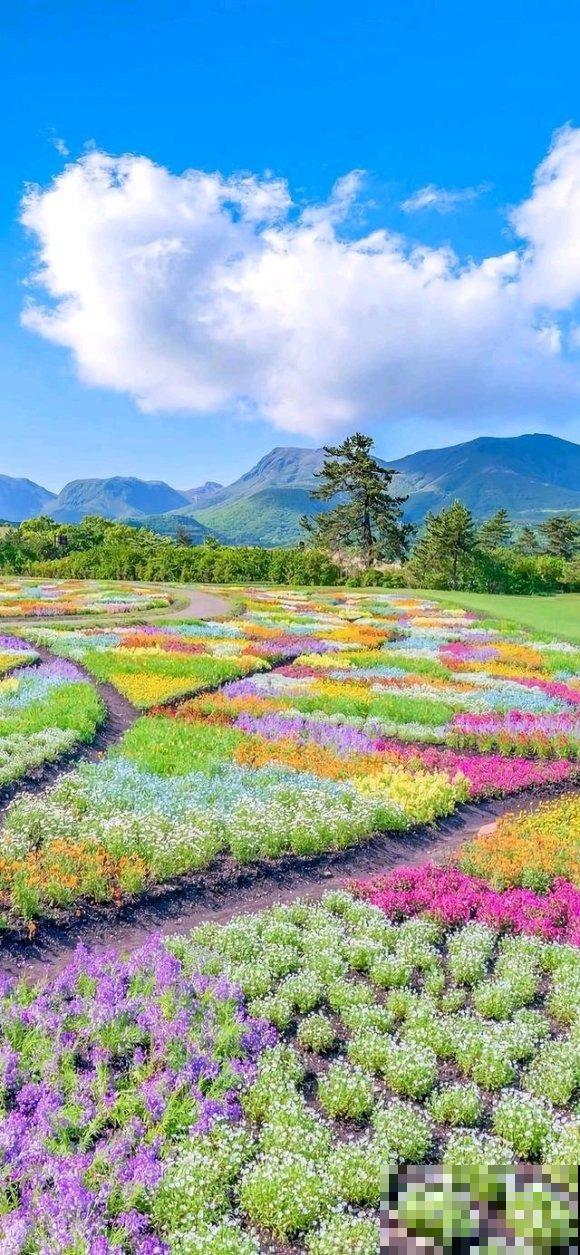 中国这个地方,漫山遍野都是花,去了都不想回! 中国这个地方,漫山遍野都是花,去了都不想回!