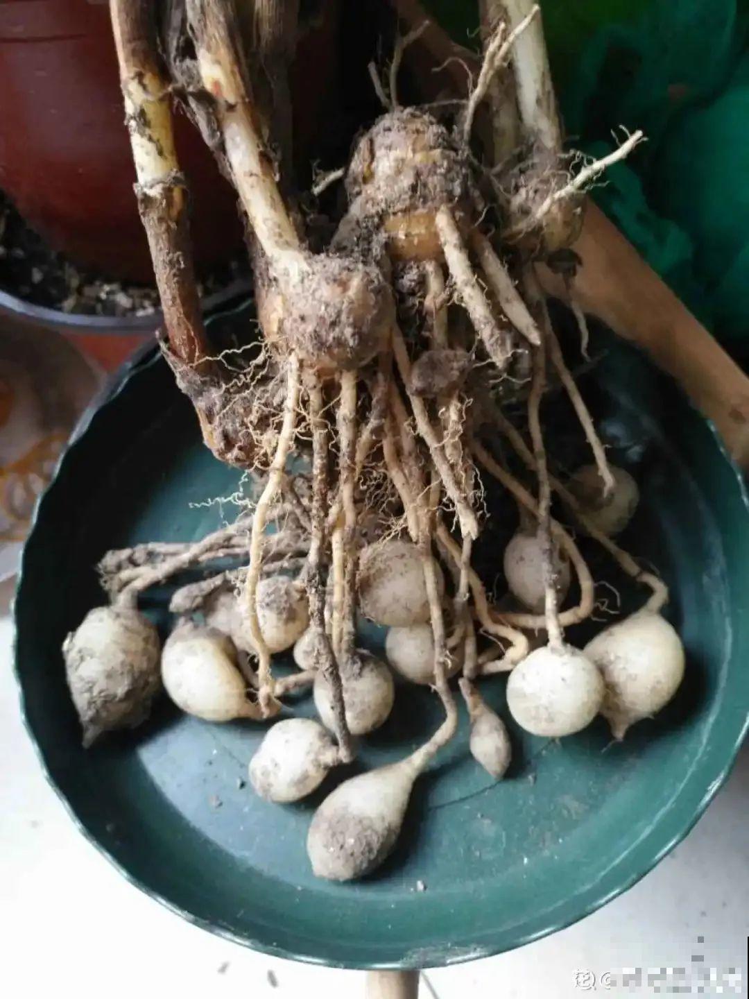 姜也能开出荷花？一朵能开1个月，现在正是花期