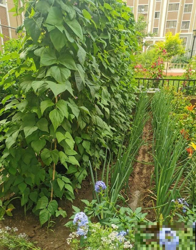 70岁老妈,一天也闲不住,院子里种满了花! 70岁老妈,一天也闲不住,院子里种满了花!