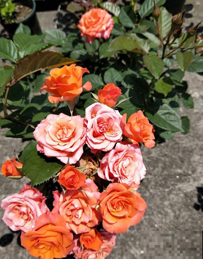 一个大男人,特别喜欢养花,这是种什么样的心态? 一个大男人,特别喜欢养花,这是种什么样的心态?