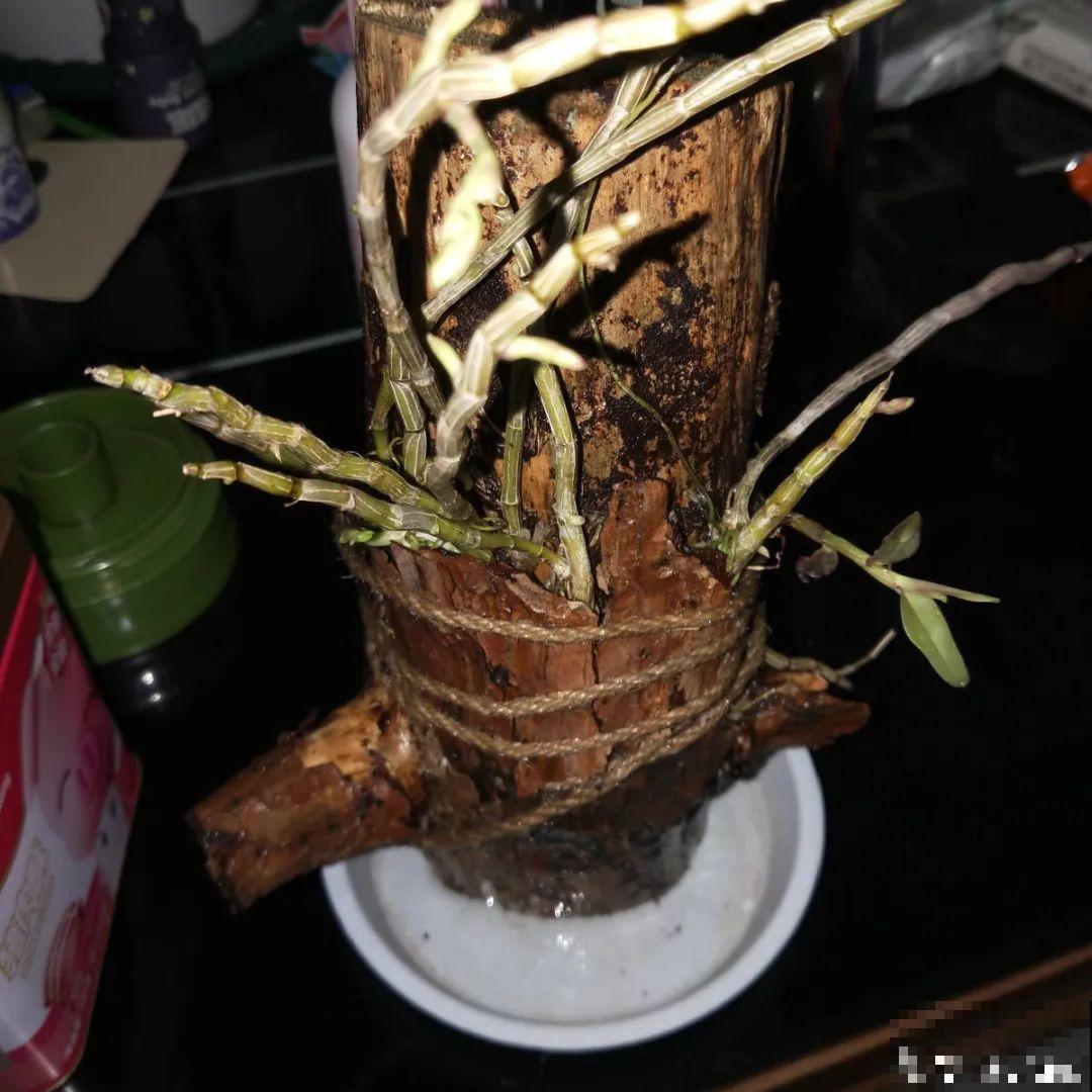 不起眼的6种花，泡茶喝，原来对身体这么好！
