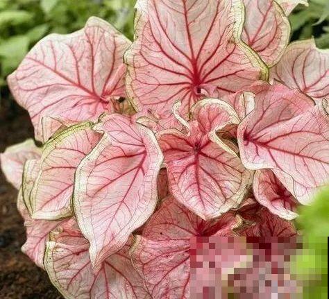 12种花，堪称“耐阴王”，比绿萝好看一万倍！