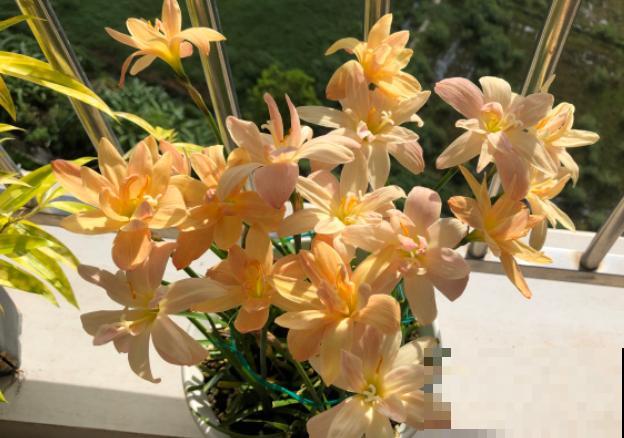 奇葩的催花方式:淋雨,越淋雨越开花! 奇葩的催花方式:淋雨,越淋雨越开花!