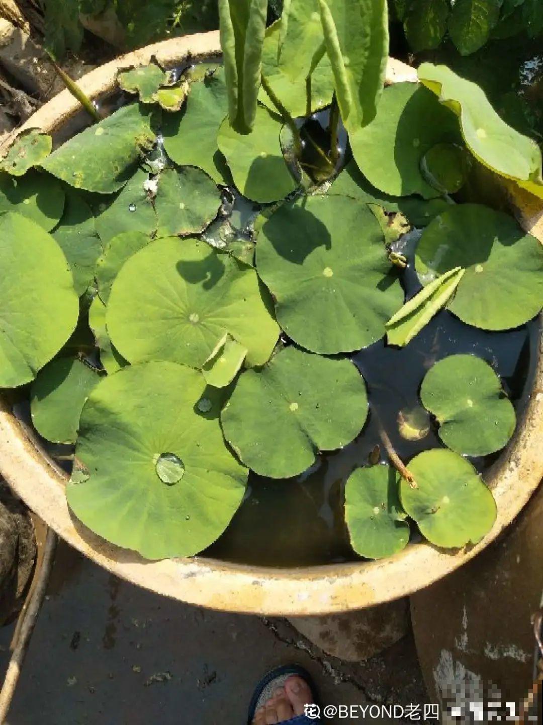 买花要瞪大眼睛，长得太像容易上当，大家要注意
