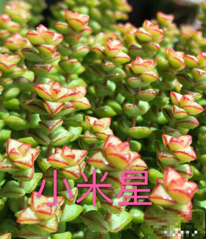 这种多肉,爆盆太可怕了,叶子多得往外溢! 这种多肉,爆盆太可怕了,叶子多得往外溢!