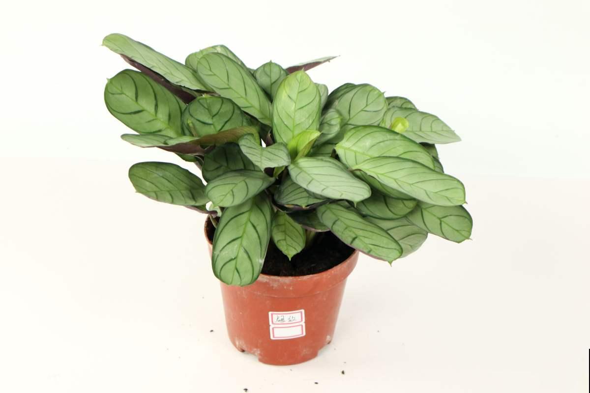 3种花最怕晒,一晒就枯死了,赶紧挪个地儿! 3种花最怕晒,一晒就枯死了,赶紧挪个地儿!