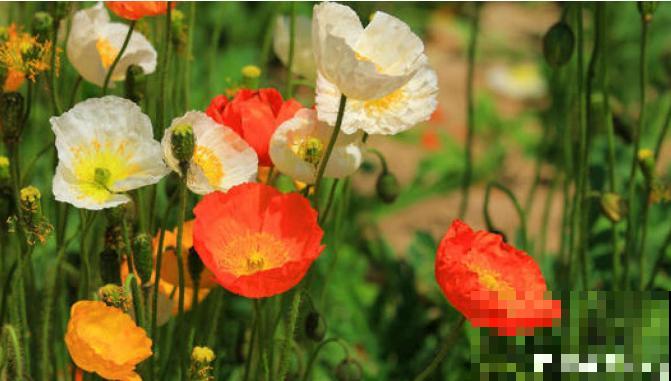 农村看到这种花,赶紧拔掉,养一棵也违法! 农村看到这种花,赶紧拔掉,养一棵也违法!