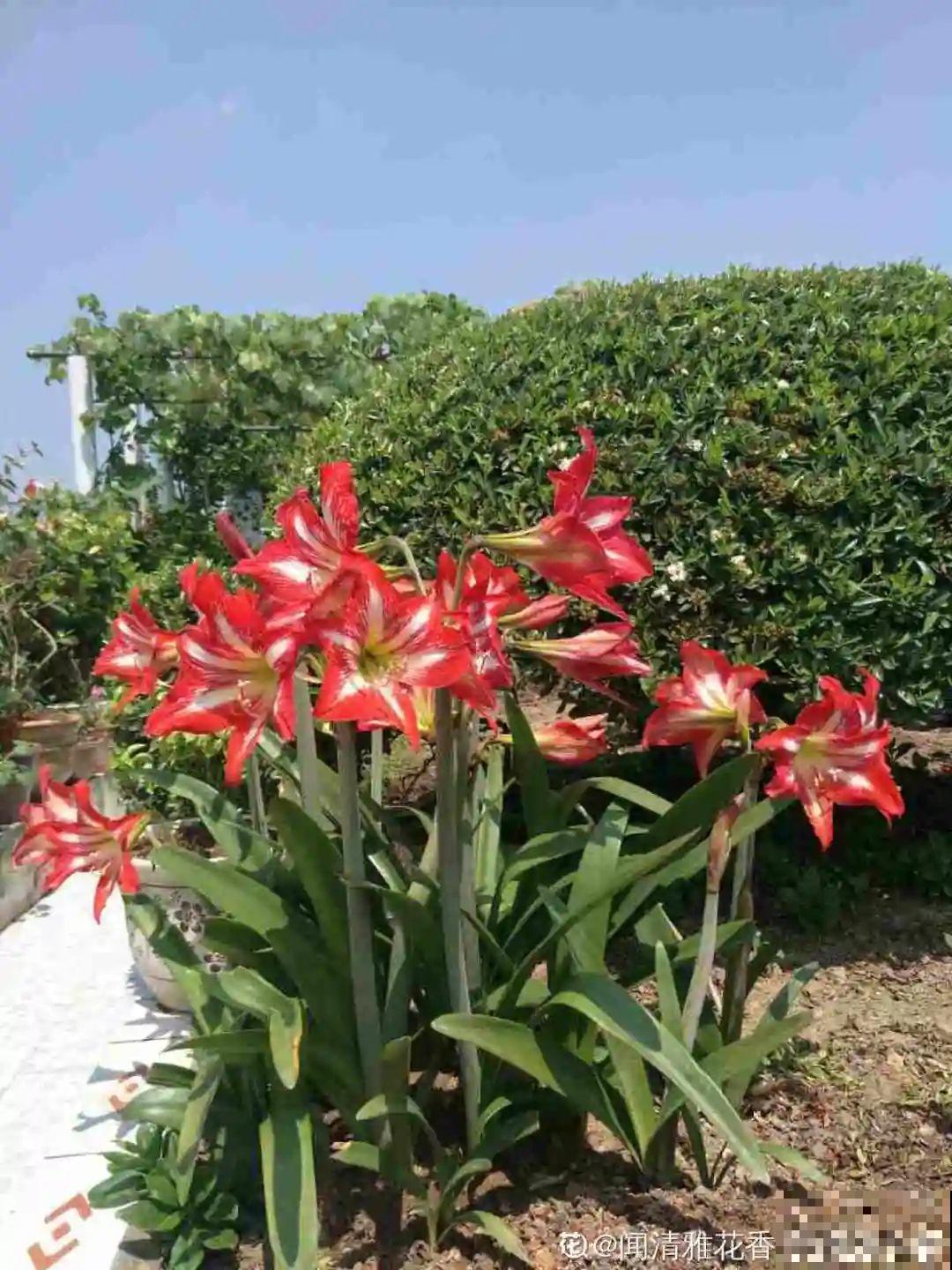 接近两米的天竺葵,比人还高,开花真霸气! 接近两米的天竺葵,比人还高,开花真霸气!