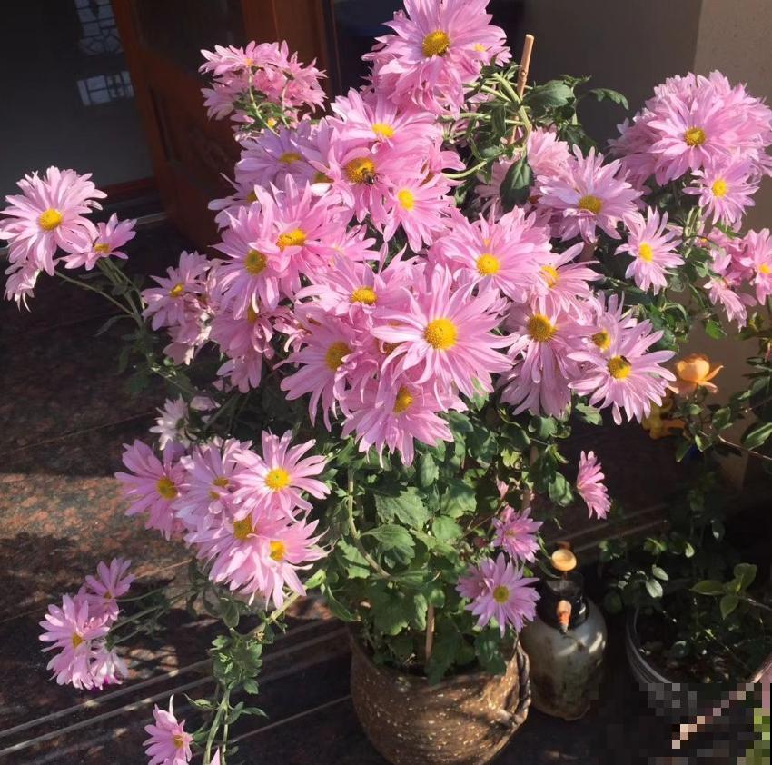 世界上品种最多的植物,没有之一,路边满大街都是! 世界上品种最多的植物,没有之一,路边满大街都是!