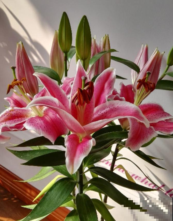 现在别买这种花,种了一年也不开,简直浪费钱! 现在别买这种花,种了一年也不开,简直浪费钱!