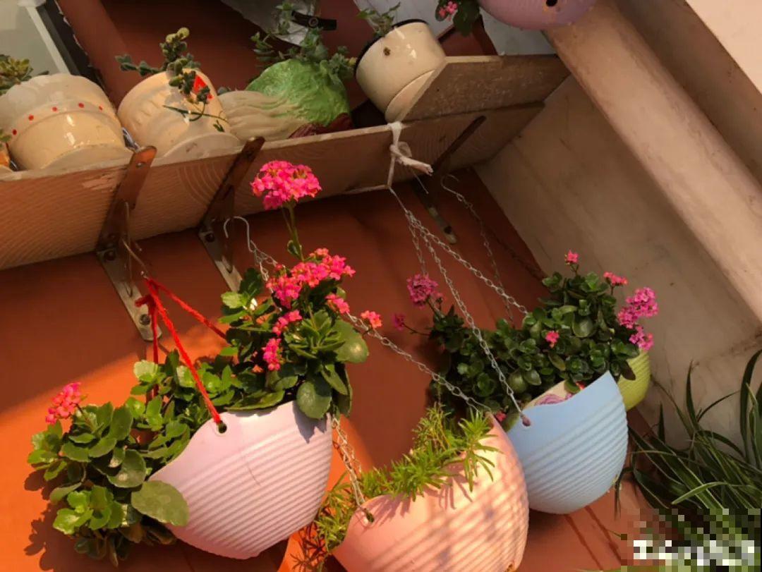 现在开花不一定是好事,赶紧剪掉,才能正常活 现在开花不一定是好事,赶紧剪掉,才能正常活