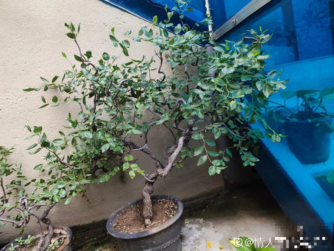 家里养盆松,代代出富翁,镇宅守家寓意好! 家里养盆松,代代出富翁,镇宅守家寓意好!