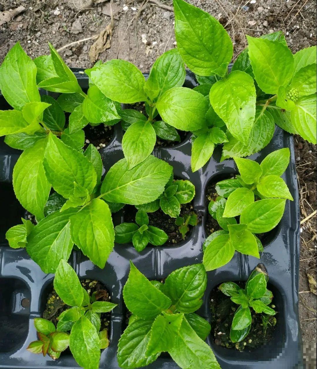 月季,绣球正是扦插好时机,学会方法,繁育一阳台! 月季,绣球正是扦插好时机,学会方法,繁育一阳台!