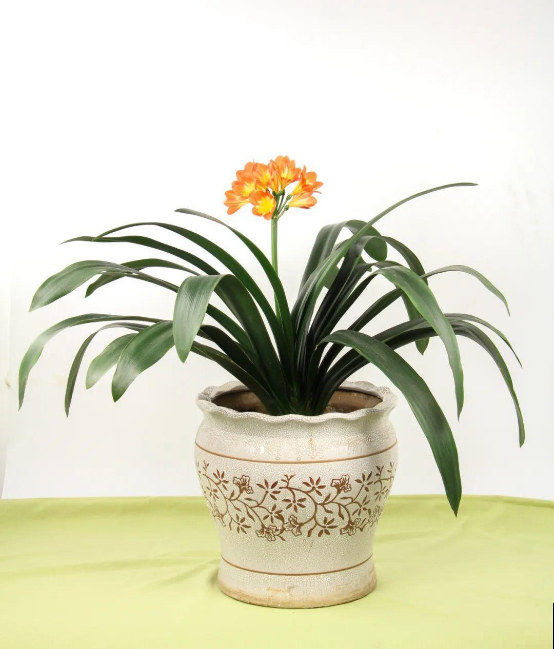 这花3年没浇水，却疯长得把盆撑爆，懒人福利啊！