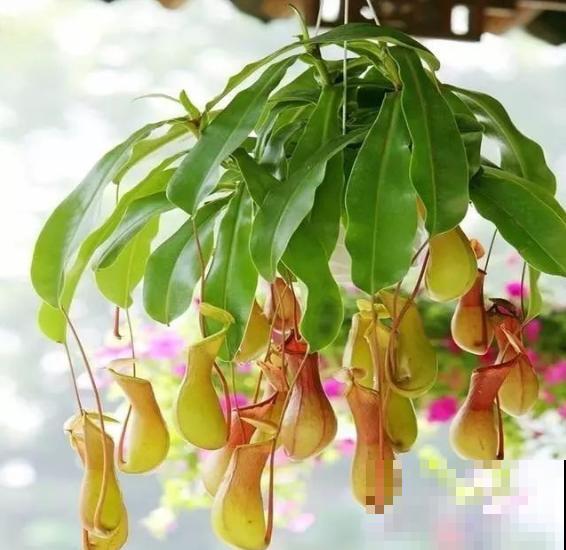 植物也“吃肉”,这种猪笼草可以吞掉一只老鼠,可怕! 植物也“吃肉”,这种猪笼草可以吞掉一只老鼠,可怕!