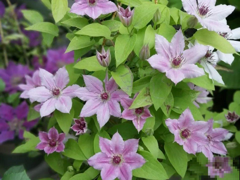 1种花现在剪,芽窜得更多,开出整面大花墙 1种花现在剪,芽窜得更多,开出整面大花墙