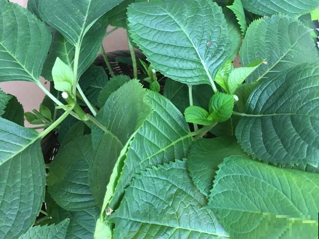 月季,绣球正是扦插好时机,学会方法,繁育一阳台! 月季,绣球正是扦插好时机,学会方法,繁育一阳台!