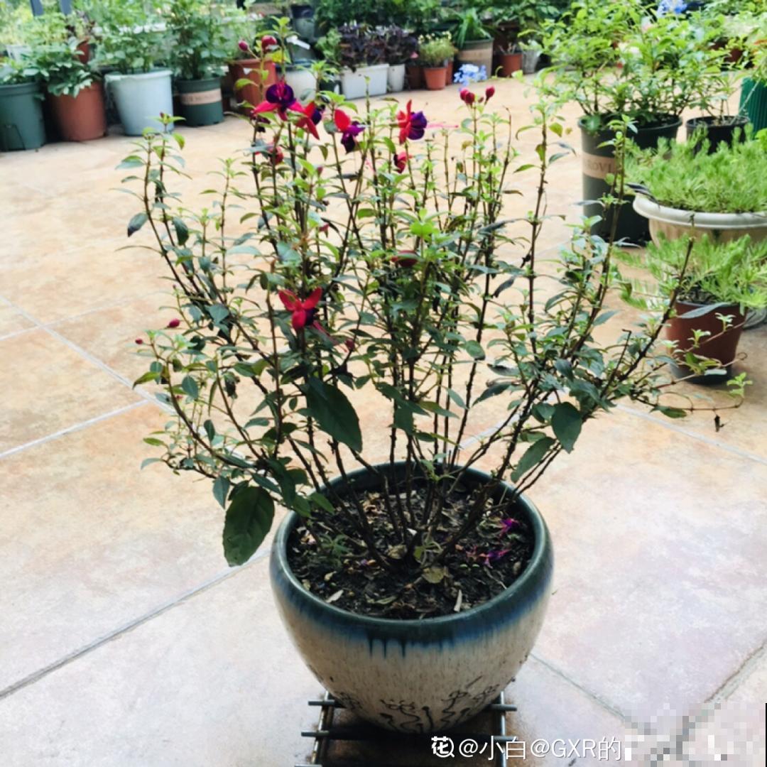 9种花,夏天剃个小平头,平平稳稳度夏天 9种花,夏天剃个小平头,平平稳稳度夏天