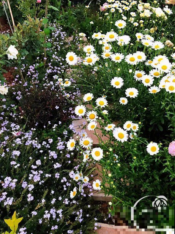 女儿辞职，回家养花，老爸说：15亩地，你负责养花，我负责蔬果！