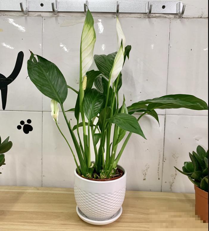 家里有这6种花,赶紧擦点啤酒,叶子长得黑绿油亮! 家里有这6种花,赶紧擦点啤酒,叶子长得黑绿油亮!