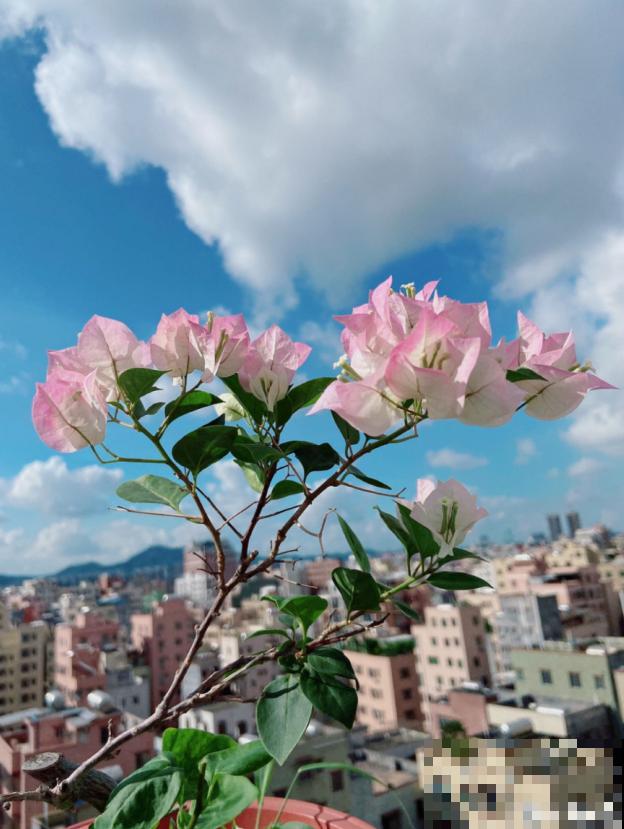 为什么手机拍出来的花,颜色总是失真?教你拍出真正好看的花! 为什么手机拍出来的花,颜色总是失真?教你拍出真正好看的花!