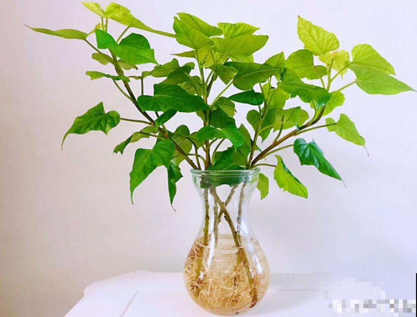 这3种花,水培比土培好养多了,花苞冒不停! 这3种花,水培比土培好养多了,花苞冒不停!