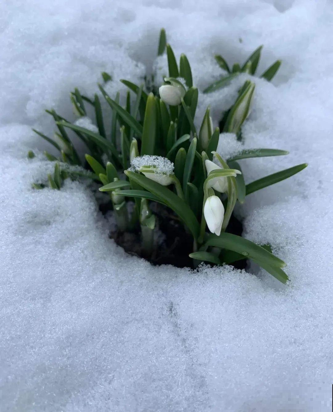 家里养盆“小铃铛”,开花洁白素雅,还超耐寒 家里养盆“小铃铛”,开花洁白素雅,还超耐寒