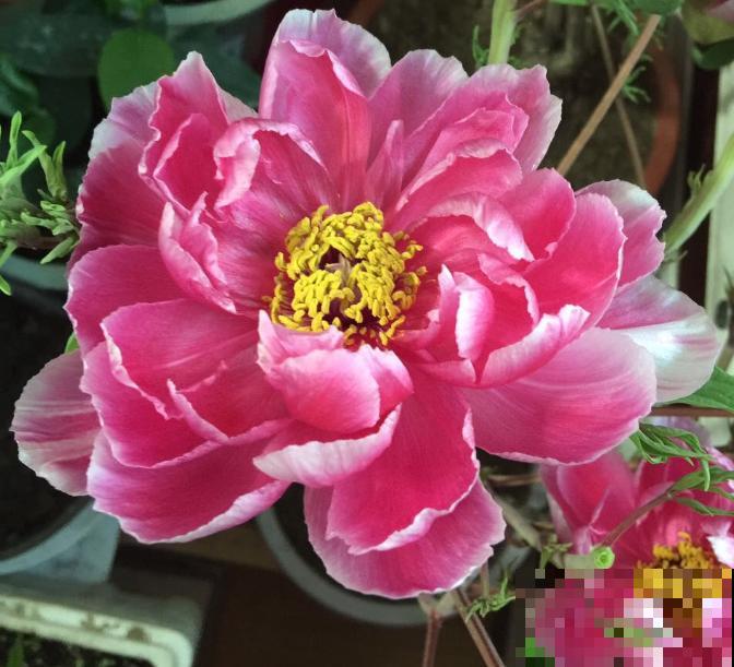 4种人间富贵花,雍容典雅、富贵逼人,一眼就被吸引了! 4种人间富贵花,雍容典雅、富贵逼人,一眼就被吸引了!