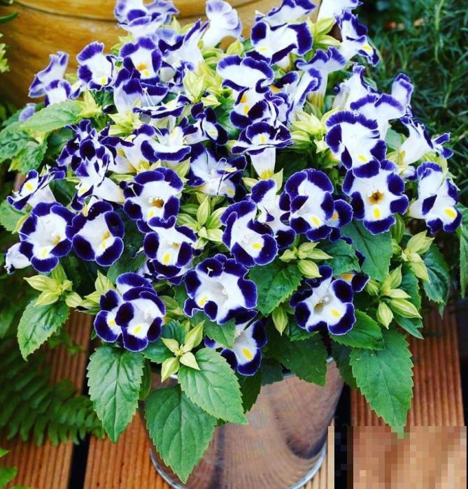 强悍的夏堇花,种一次全年开花,花朵越掐越有! 强悍的夏堇花,种一次全年开花,花朵越掐越有!