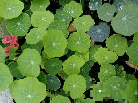 这5种植物，叶子长得太像了，放一块你绝对认不出来！