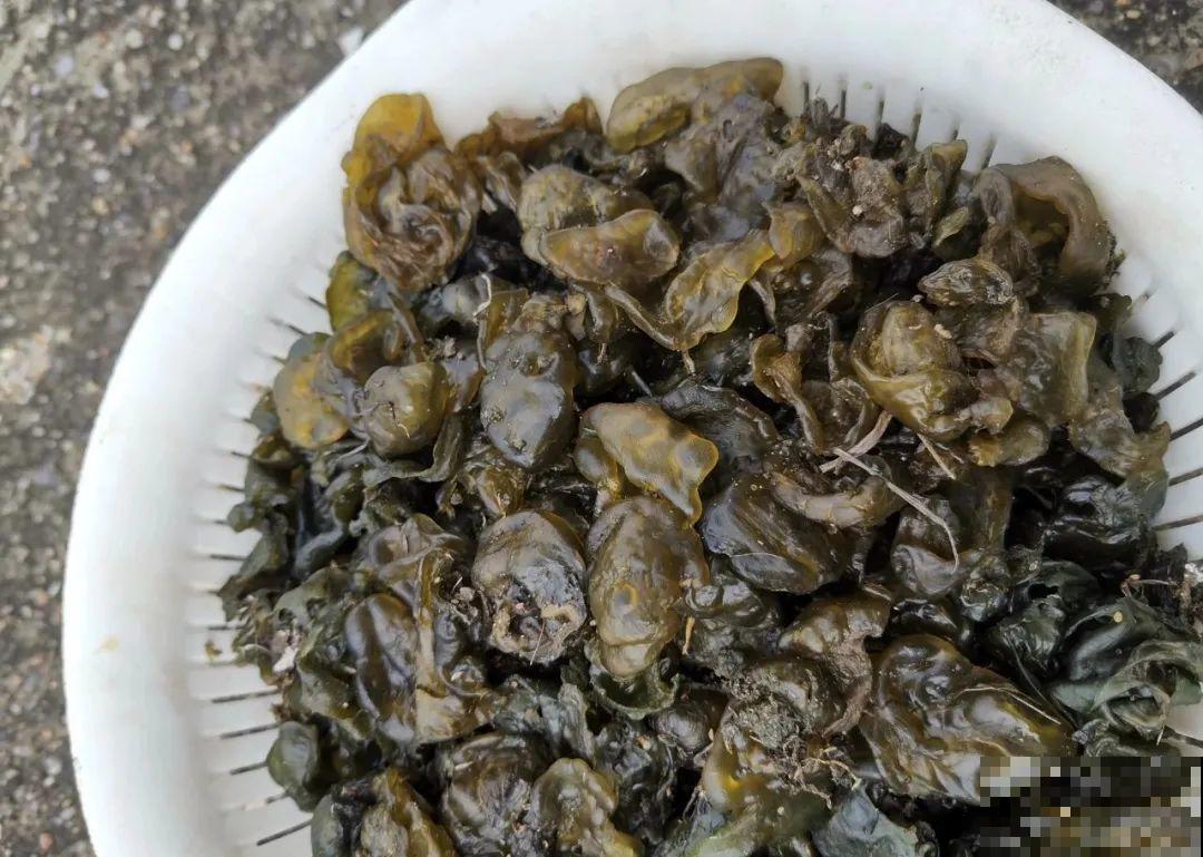 7月野菜金不换，2块钱一捆，凉拌吃格外香！