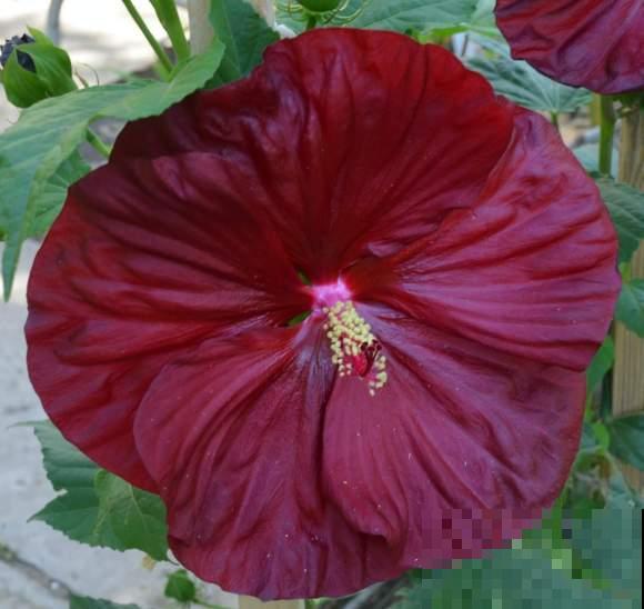 路边的芙蓉葵，一朵花比脸还大，耐旱又好养！