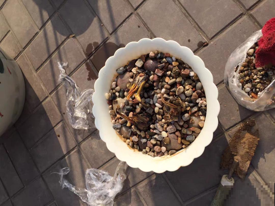 10种花,不怕风吹雨淋,不怕暴晒干旱,四季爆开花,堪称花坚强! 10种花,不怕风吹雨淋,不怕暴晒干旱,四季爆开花,堪称花坚强!